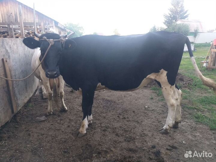 Телка голштинской породы не стельная