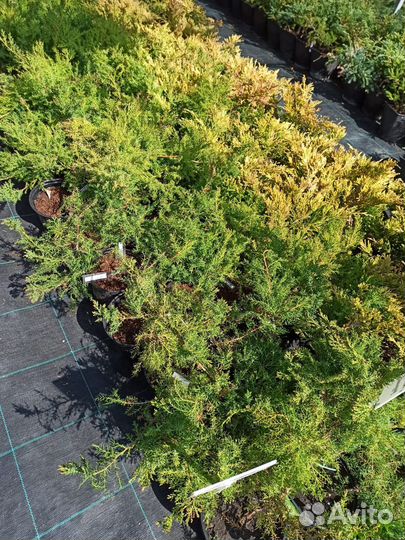 Саженцы можжевельника