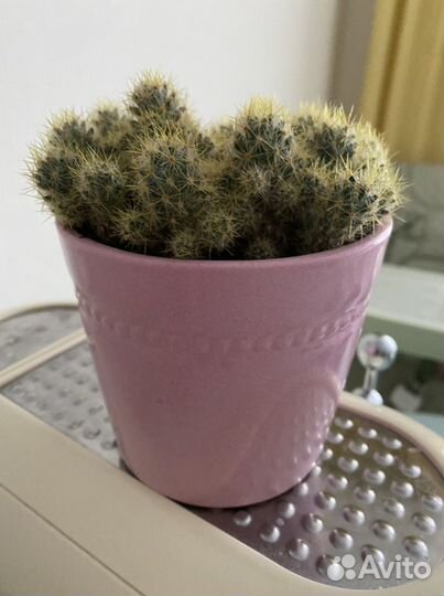 Кактус в кашпо