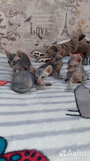 Котята донского сфинкса Велюр