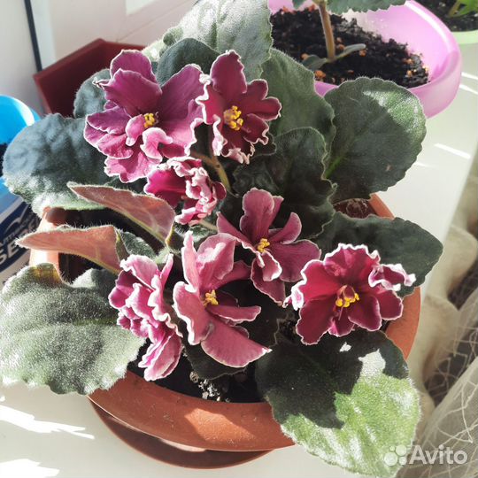 Фиалки (листы на срез)