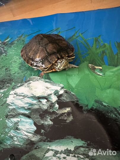 Красноухая черепаха (фильтр, оборудование + корм)