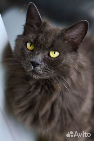 Ищет дом добрая кошечка