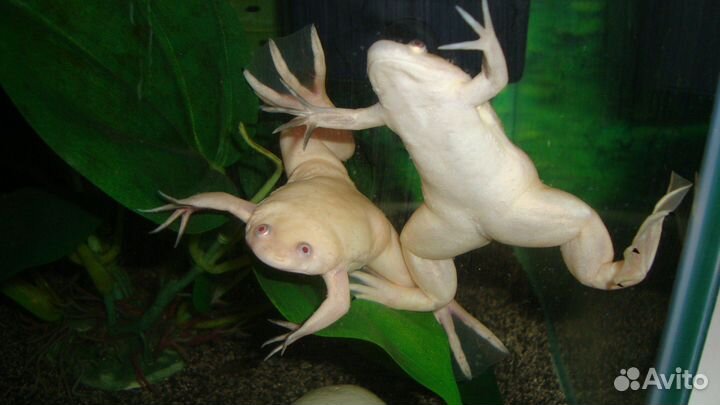 Шпорцевая лягушка