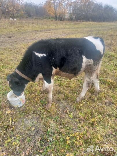 Продам бычка 5 мес