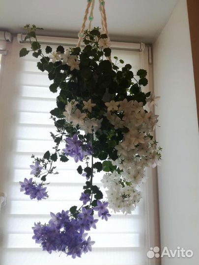 Кампанула (жених и невеста)