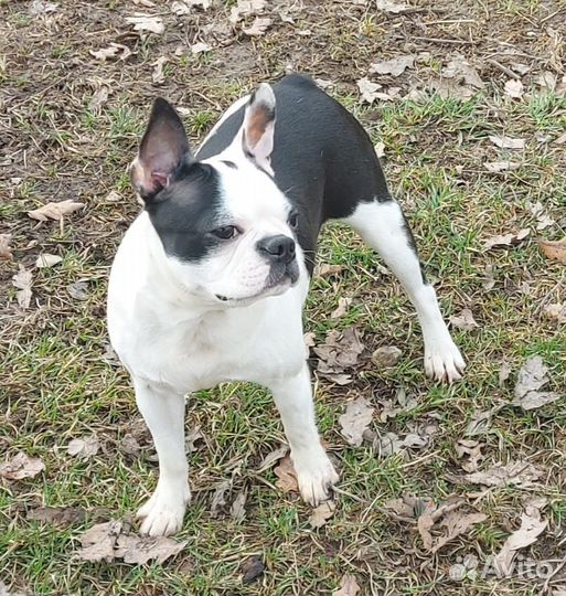 Бостон терьер