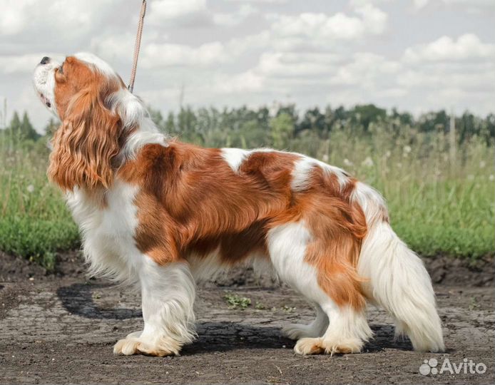 Кавалер кинг чарльз спаниель мини