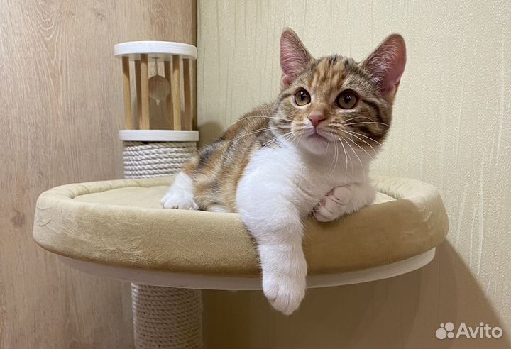 Котята породы манчкин