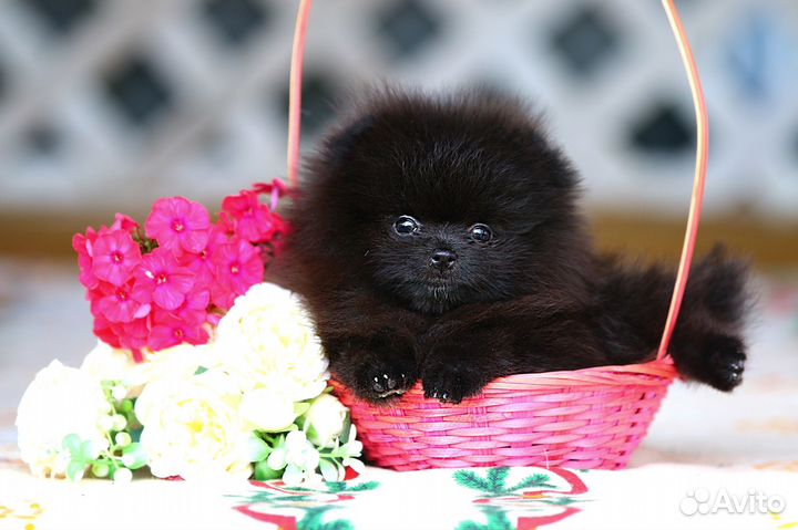 Жгучая красотка померанский шпиц