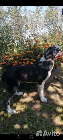 Среднеазиатская овчарка