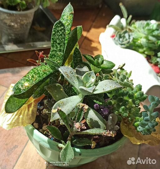Композиция с суккулентами