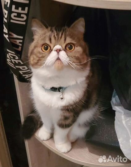 Жених на вязку