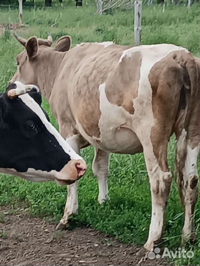 Коровы и телки стельные, быки