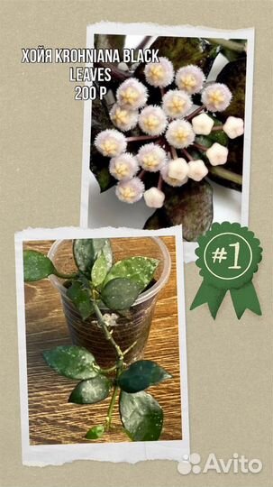 Комнатные цветы