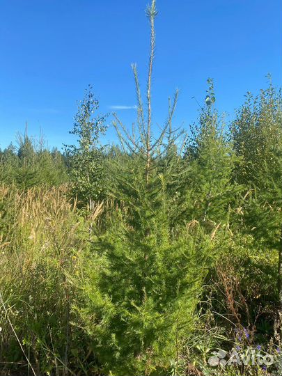 Лиственница