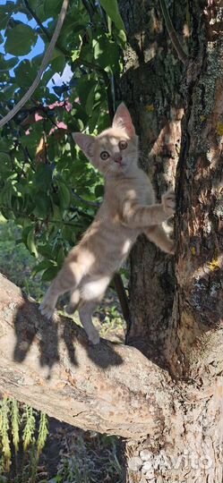 Котик в добрые руки