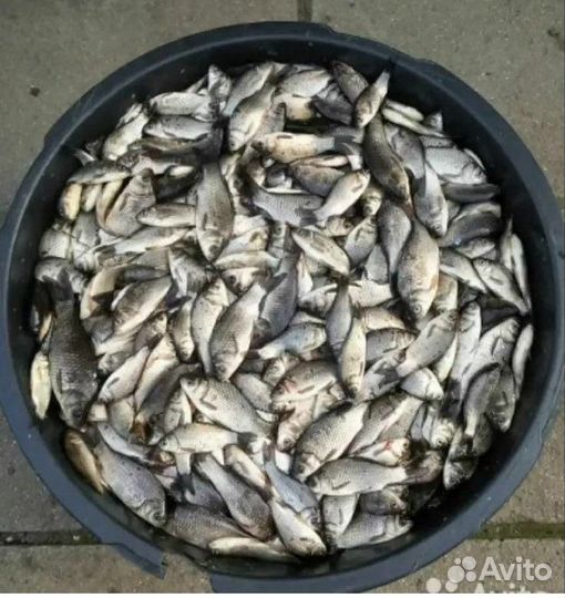 Живец карась