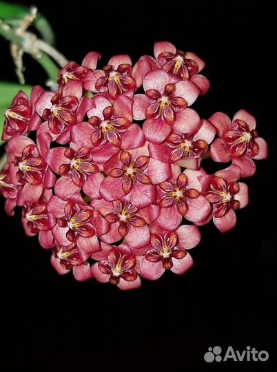 Разные хойи, сортовые и видовые