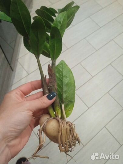 Замиокулькас