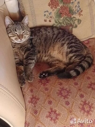 Котик Лёвик ждёт свою Семью