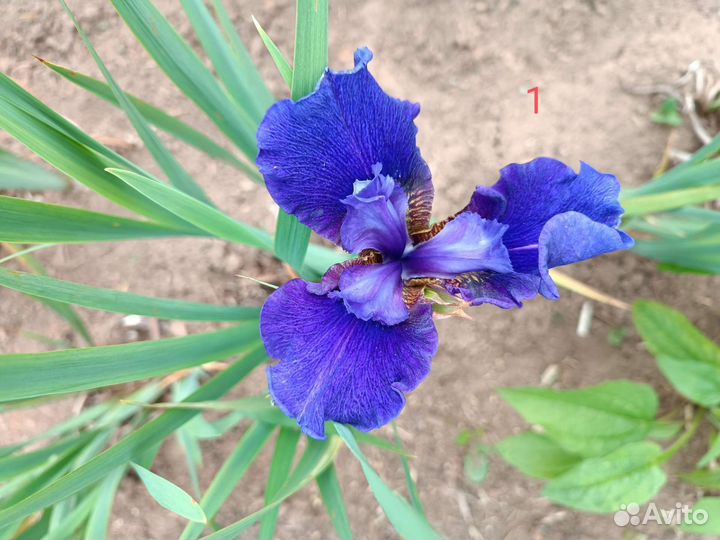 Набор садовых цветов