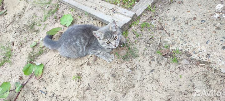 Котёнок девочка на улице