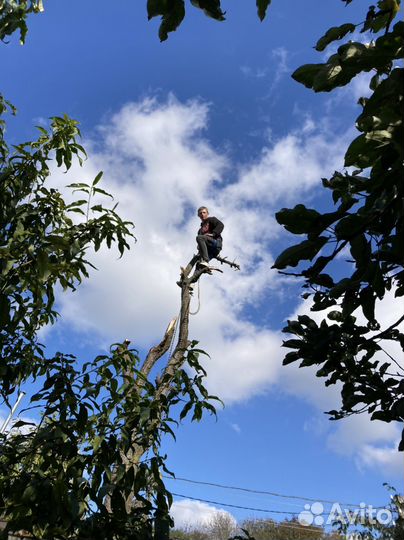 Спил и вывоз деревьев