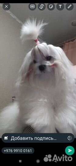 Щенки Мальтезе