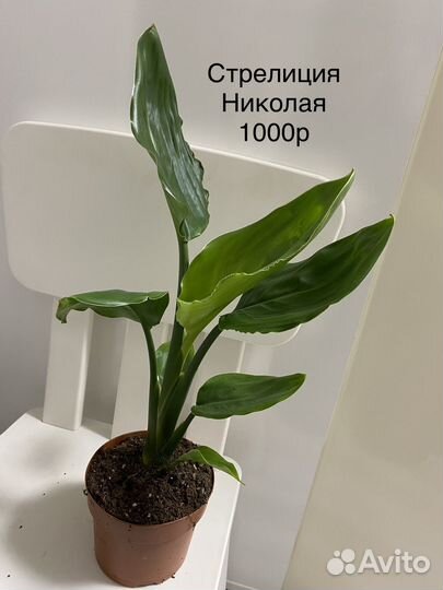 Стрелиция Николая