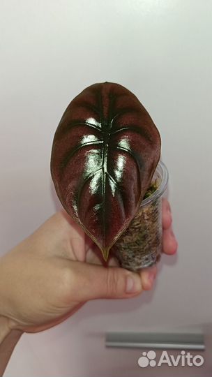 Алоказии сортовые