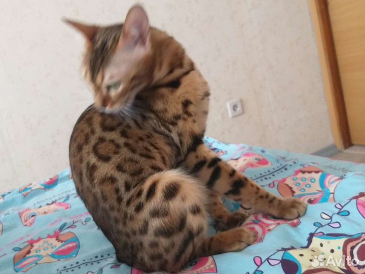 Бенгальская кошка вязка