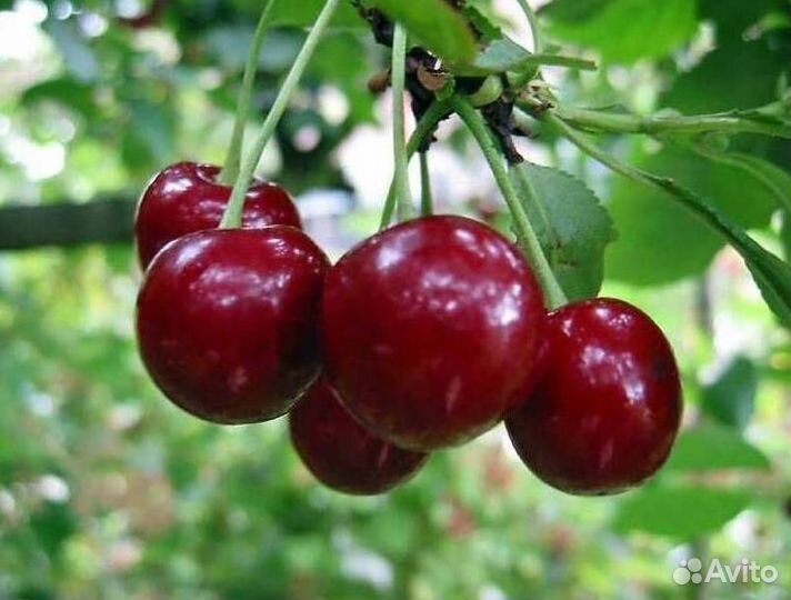Саженцы вишни Октава