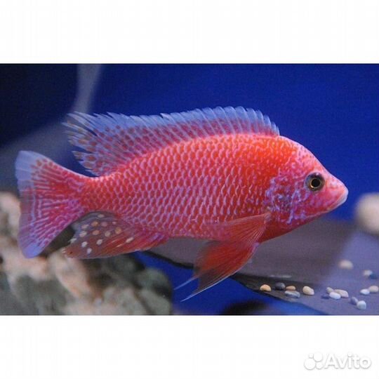 Виды рыб озёр Африки. Взрослые, мальки