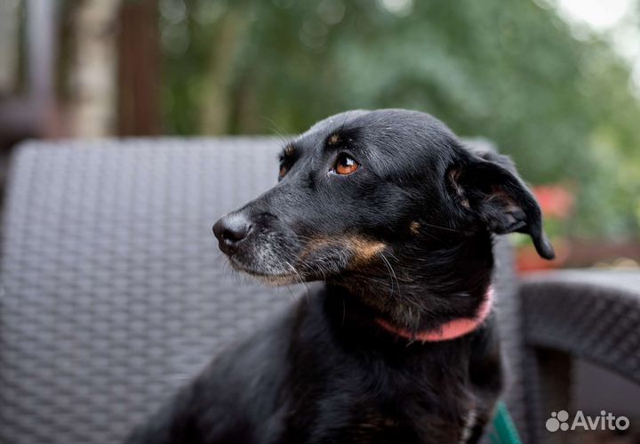 Джина мелкаш в добрые руки