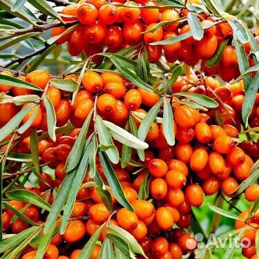 Облепиха ягоды