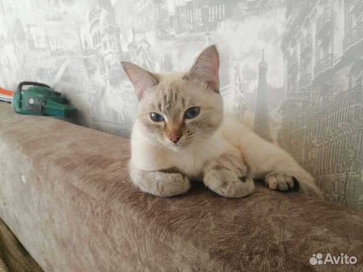 Кошка в дар бесплатно