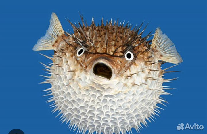 Чучело рыбы