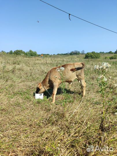 Бычок 3 месяца айшир-швиц