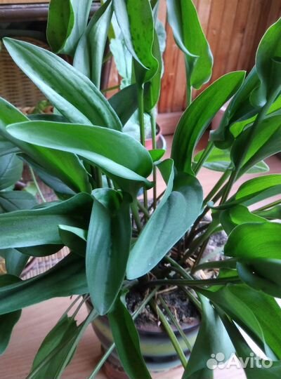 Дримиопсис