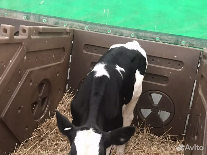 Телята бычки