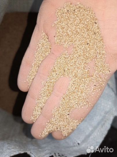 Семена тимофеевка, эспарцет