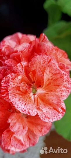 Пеларгония сортовая