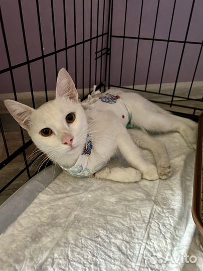 Белый крупный кот в добрые руки