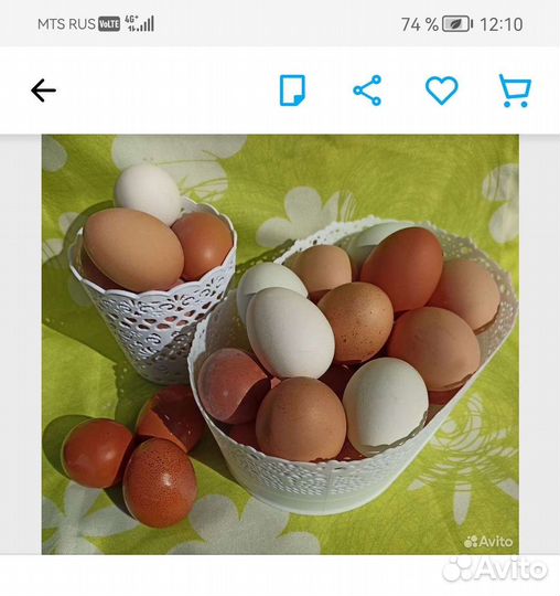 Домашние куриные яйца