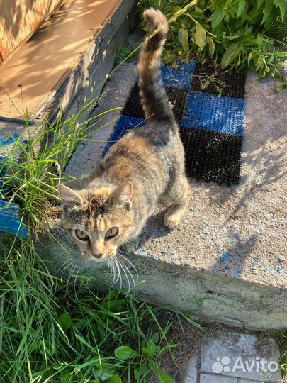 Кошечка в заботливые добрые руки