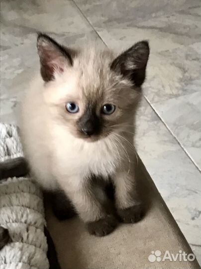 Тайские котята