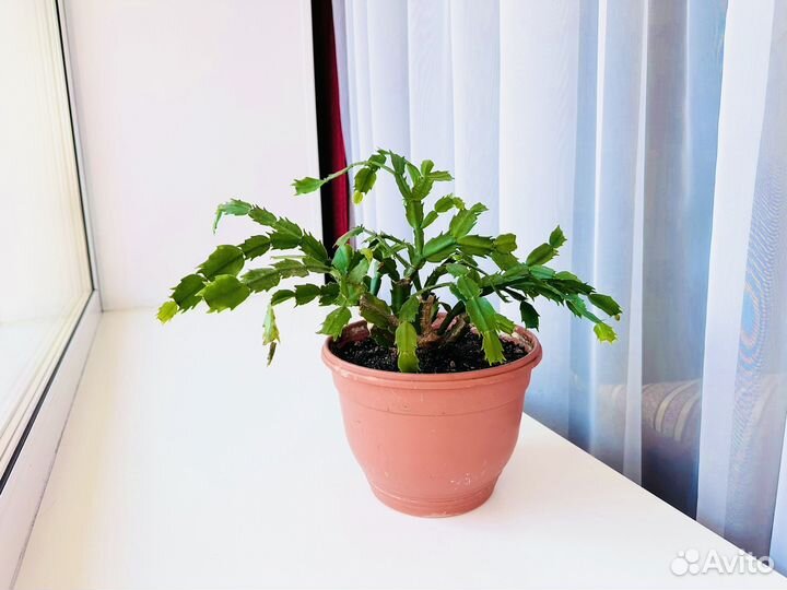 Декабрист белый, цветы комнатные