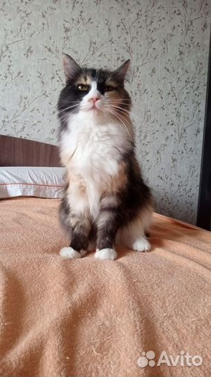 Кошка бронь до субботы