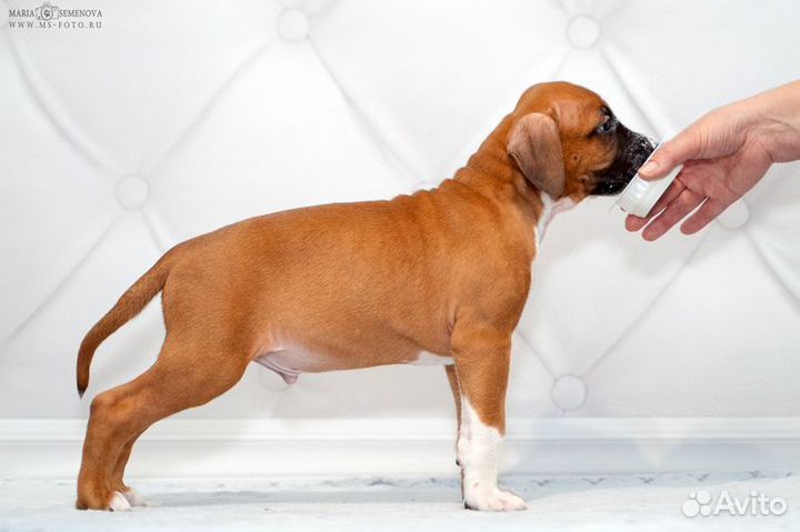 Амстафф щенок